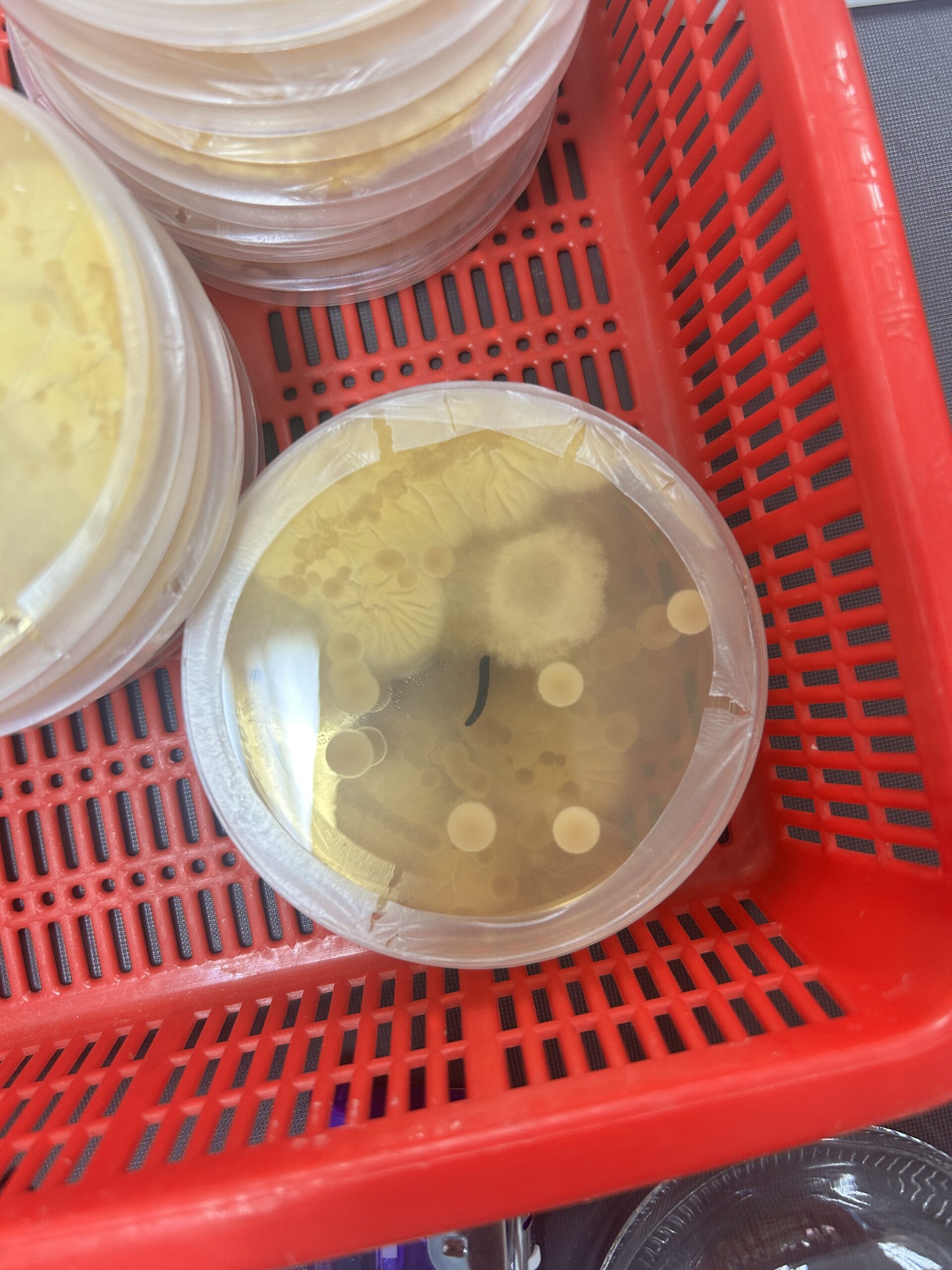 Discovering Molds in Nuruk